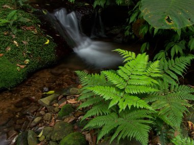 Fern and stream clipart