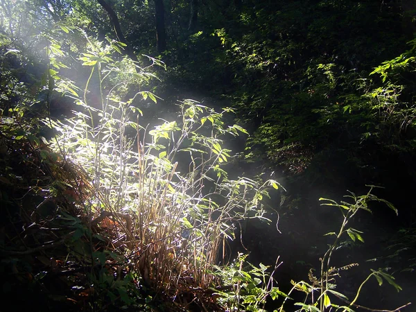Утреннее освещение через лес — стоковое фото