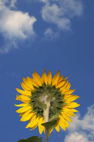 Sunflower facing the blue sky — Stock Photo, Image
