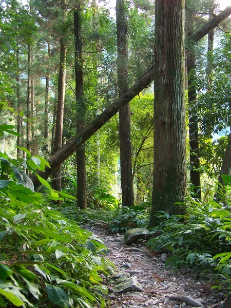 Un pequeño sendero de bosque —  Fotos de Stock