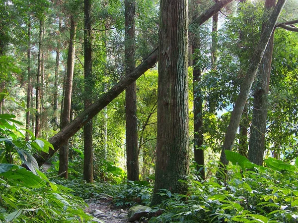 Chodnik lasu — Zdjęcie stockowe