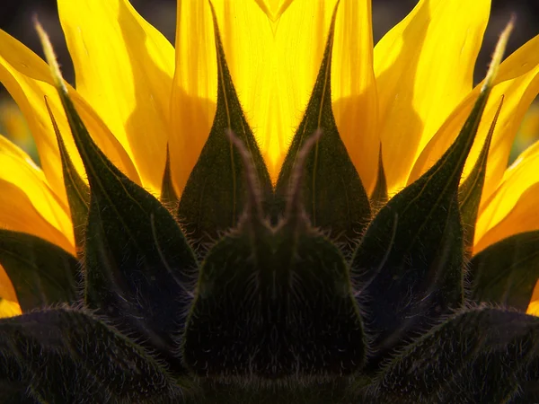 Symmetrical sunflower petal — Stock Photo, Image