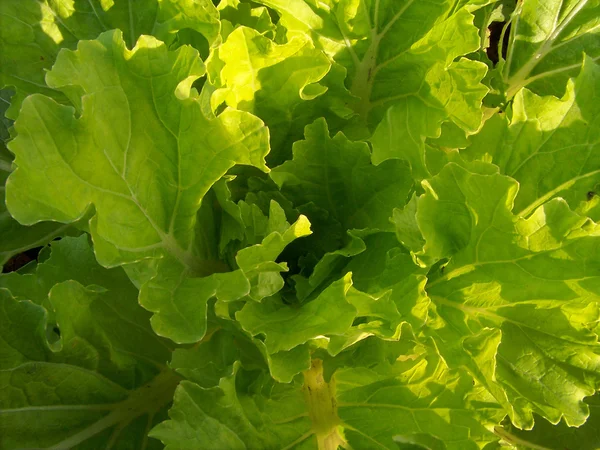 Vegetable pattern — Stock Photo, Image