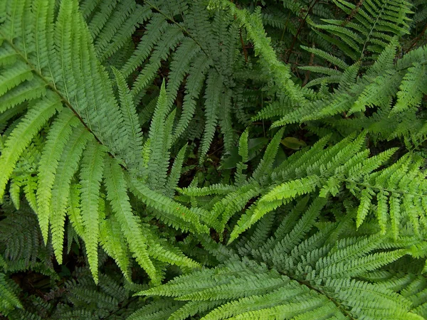 stock image Ferns