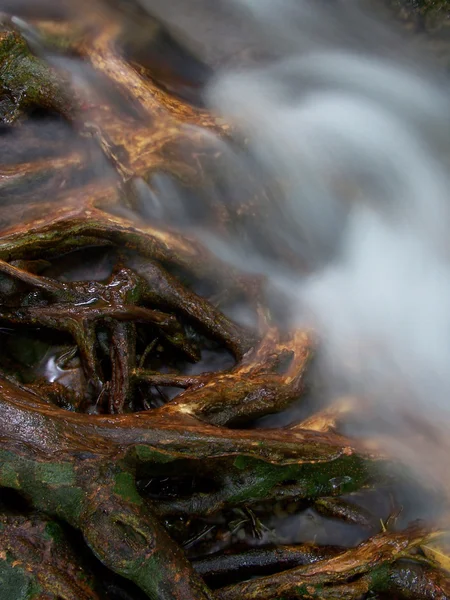 Река течёт сквозь корни дерева — стоковое фото