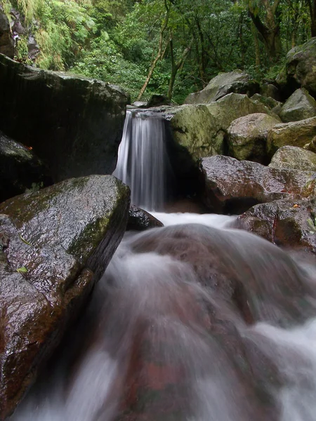 Wild cascade in bos — Stockfoto
