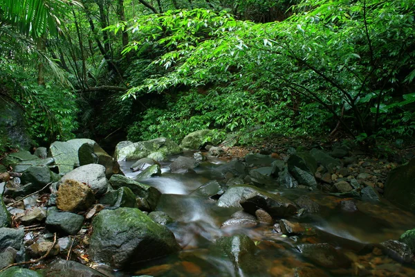 Wild stream — Stock Photo, Image