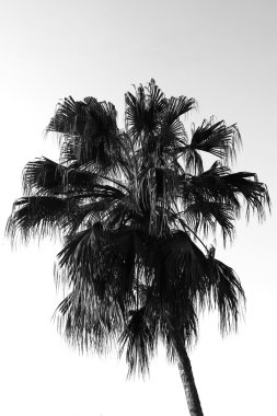 A palm tree silhouette clipart