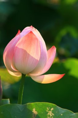 lotus aracılığıyla ışık