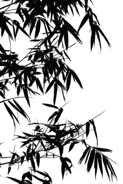 stock image Silhouette of bamboo leaves