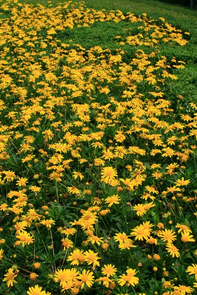 Yellow flower garden — Stock Photo, Image