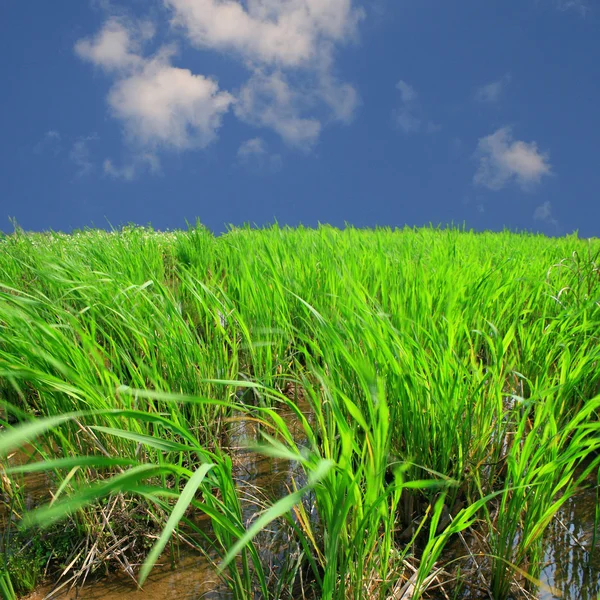 Zelená tráva s modrou oblohou — Stock fotografie