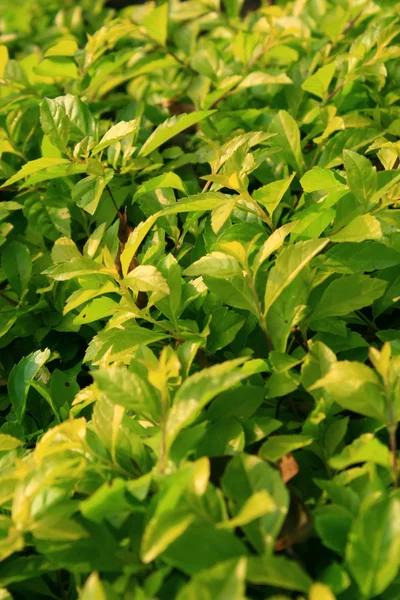 stock image Green leaves