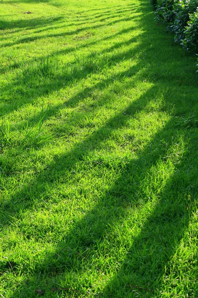 Vzory na trávě — Stock fotografie
