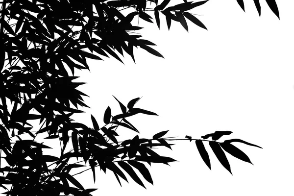 stock image The silhouette of bamboo leaves