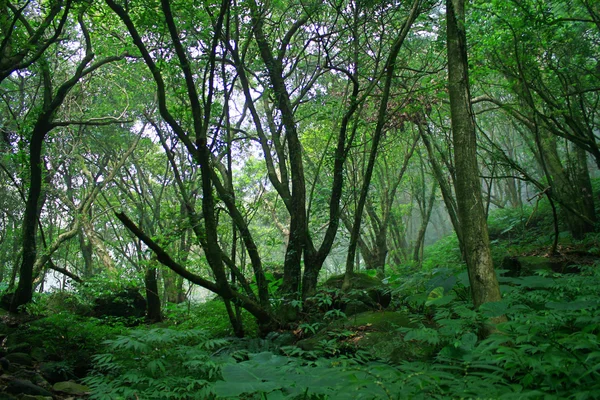 Foresta nebbiosa — Foto Stock
