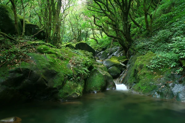 Лесной поток — стоковое фото