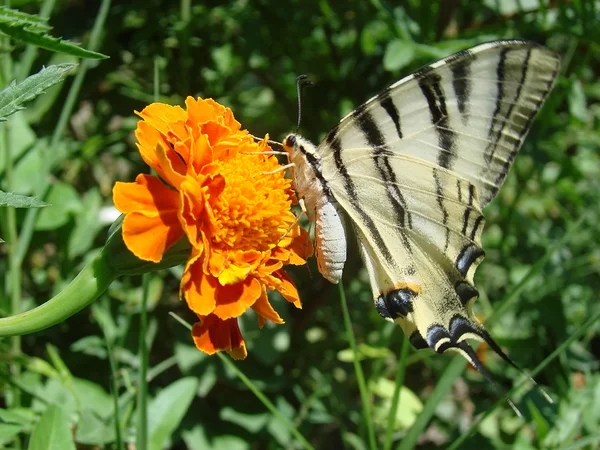 Papilio πεταλούδα — Φωτογραφία Αρχείου