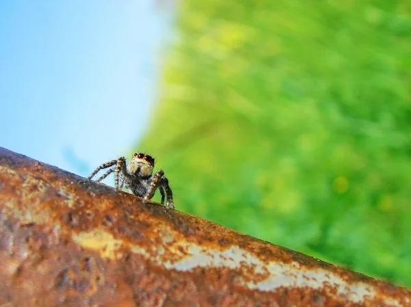 Die Spinne beobachtet dich — Stockfoto