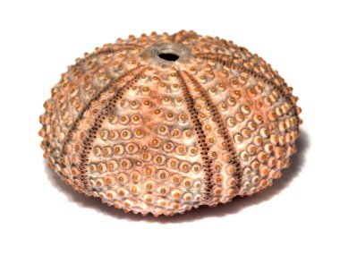 Sea urchin shell clipart