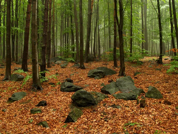 Forest in the rain — Stock Photo, Image