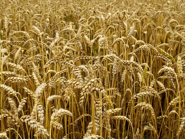 Campo de trigo — Fotografia de Stock