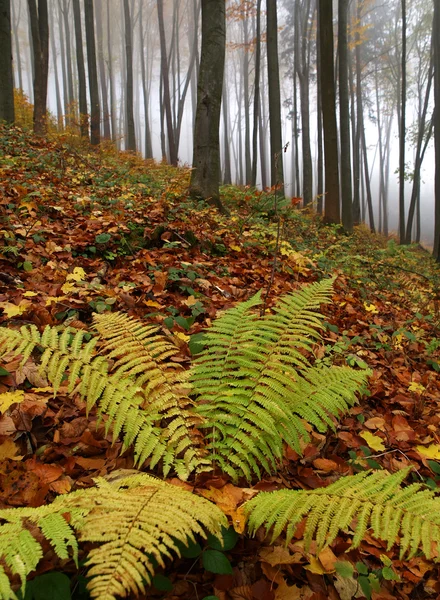 Autumn forest with fern — Stock Photo, Image