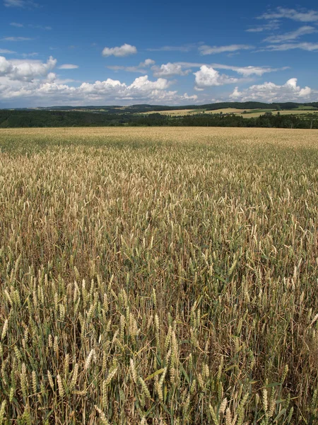 Grain field landscape — Stock Photo, Image