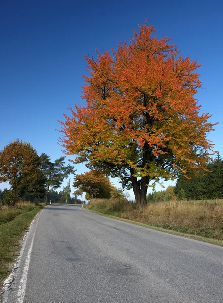 Drogi i kolorowe drzewa — Zdjęcie stockowe