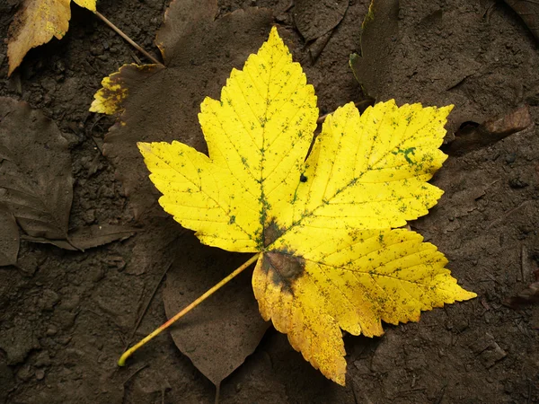 Желтый кленовый лист — стоковое фото