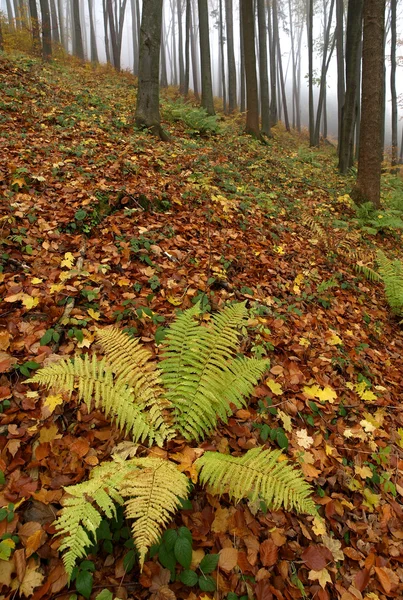 Autumnal forest with fern — Stock Photo, Image