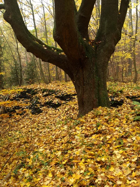 Bosque otoñal con hojas de colores — Foto de Stock