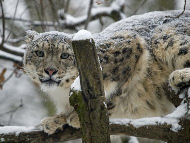 Kar Leoparı