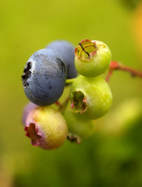 stock image Blueberries closeup