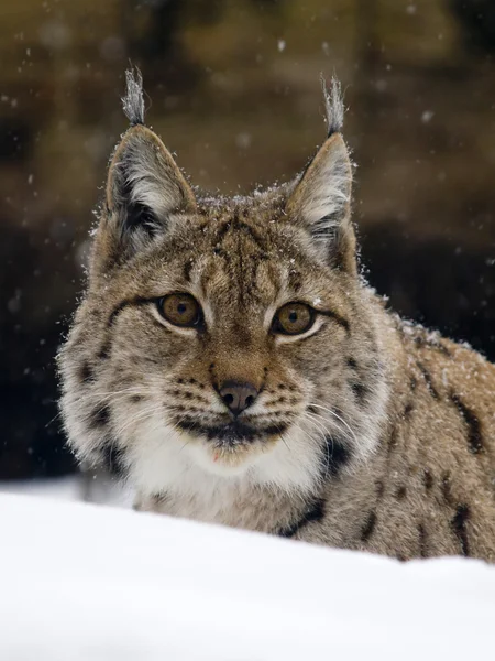 Stock image European Lynx