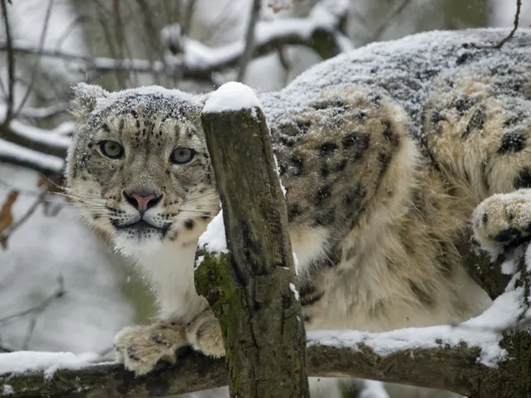 Leopardo de la nieve Imagen De Stock