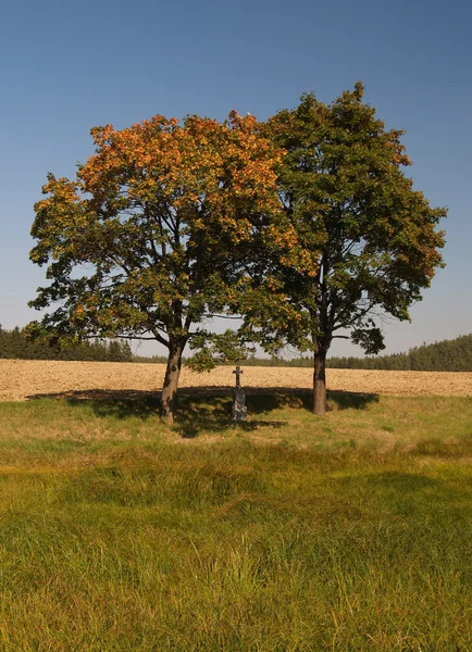 Bunte Herbstbäume — Stockfoto
