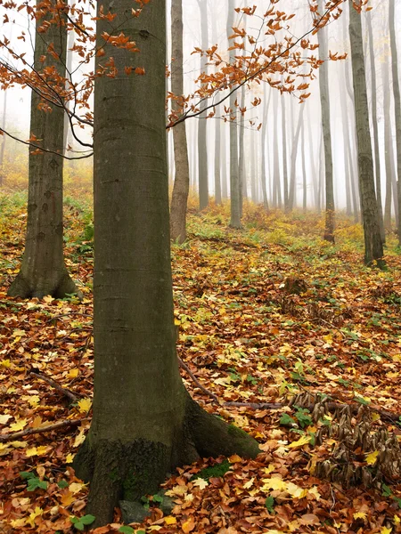 Jesień kolorowy las — Zdjęcie stockowe