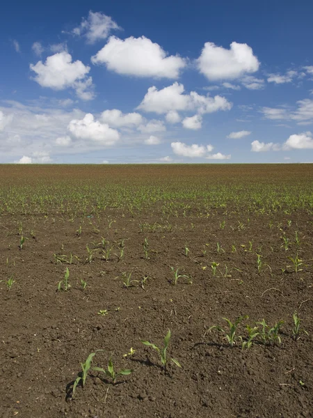 Kukuřičné pole krajina — Stock fotografie