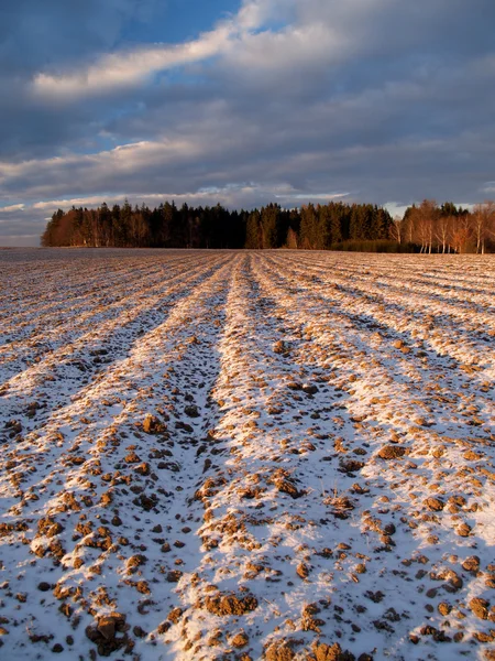 Field covered by snow — Stock Photo, Image