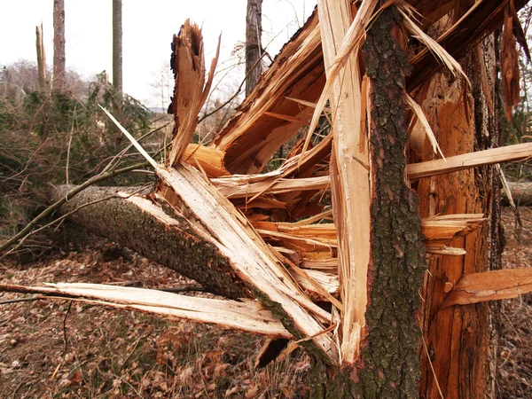 stock image Damaged trees