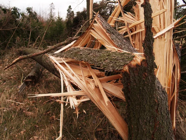 Trees devastated by windstorm — Stock Photo, Image