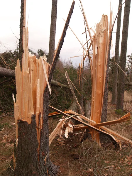 stock image Trees damaged by windstorm