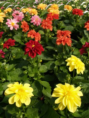 çiçekli dahlias