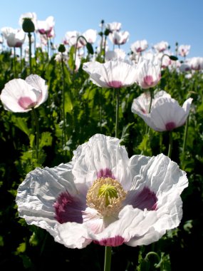 Flowering white poppies clipart