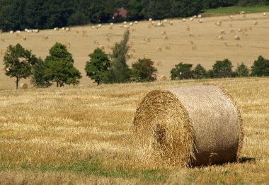 Field with haybale clipart