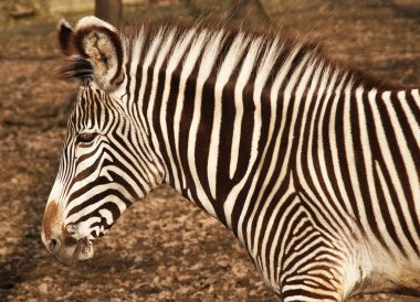 Zebra