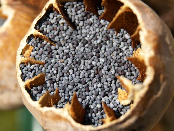 stock image Detail of poppy seeds