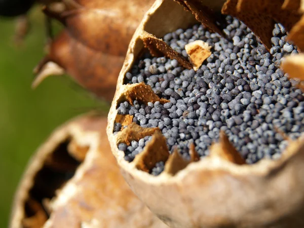 Haşhaş tohumu Close-Up — Stok fotoğraf