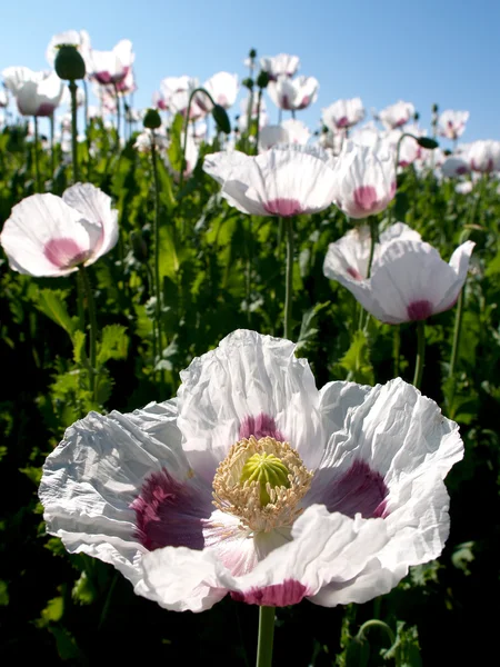 Flowering white poppies — Stock Photo, Image